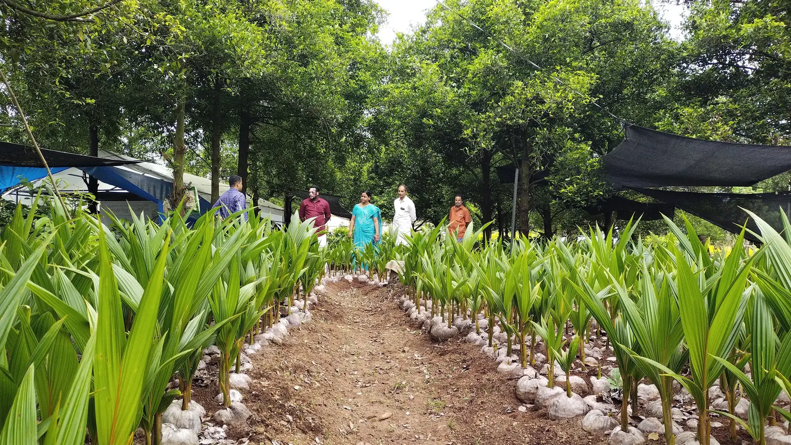 Rows of coconut saplings along a path in the Jobson Garden nursery, with visitors and staff