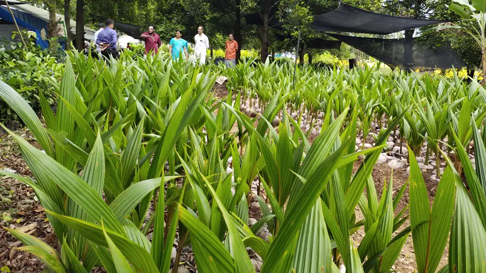 Organic mulching with dry leaves