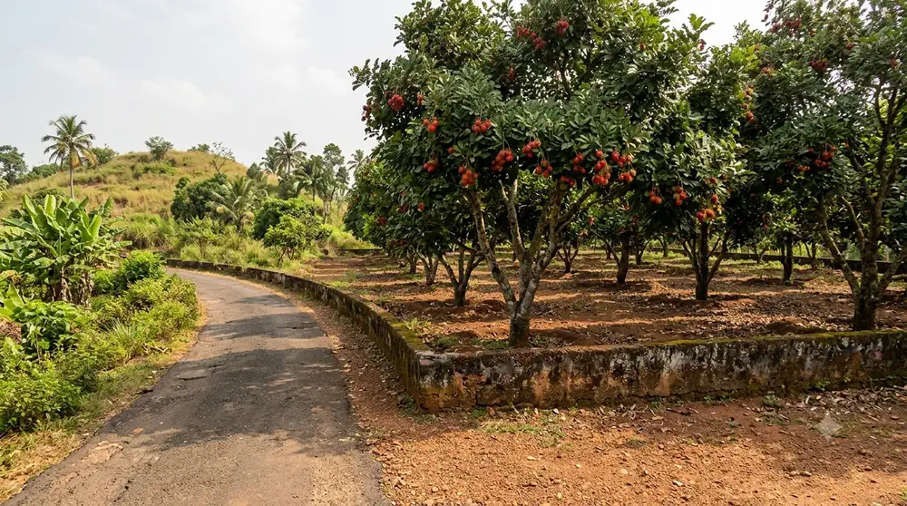 A village road running beside a walled rambutan plantation in Chalakudy, Kerala