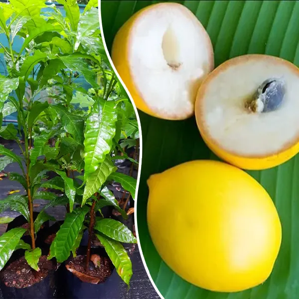 Healthy potted Abiu sapling and sliced golden ripe Abiu fruit