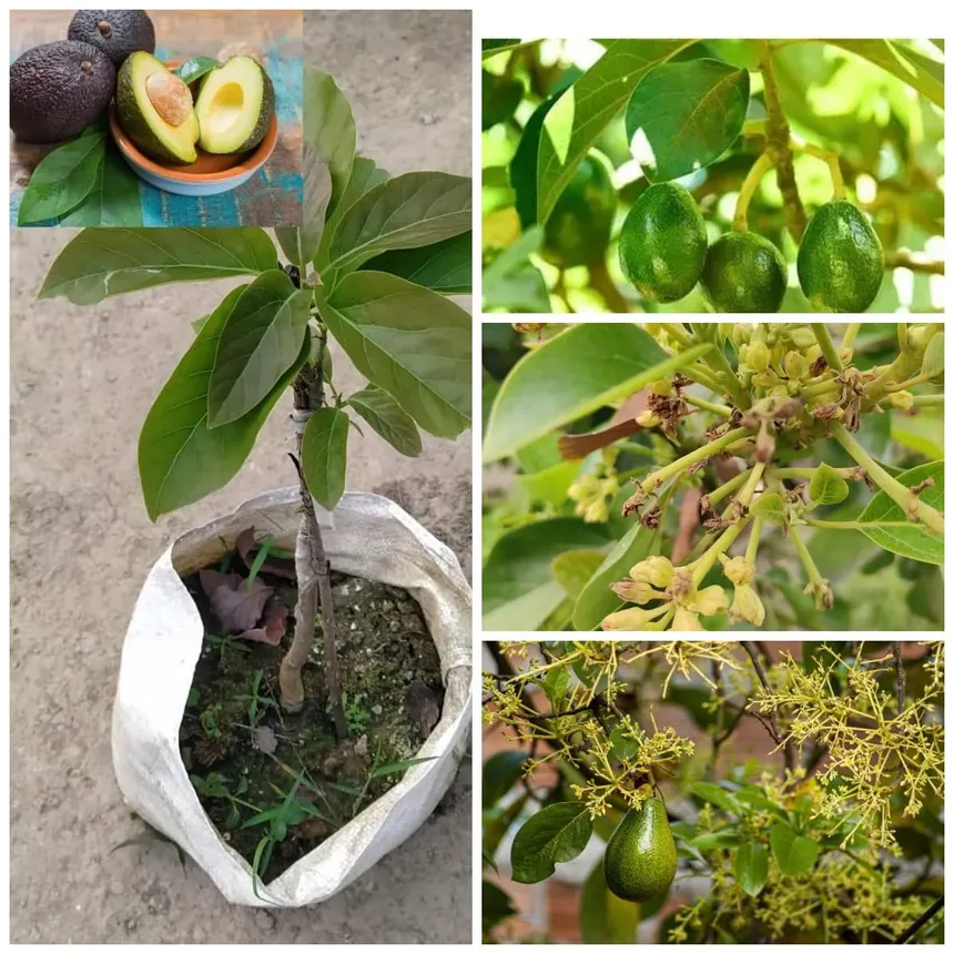 Grafted avocado plant sapling with blossoming flower panicles and butter fruit