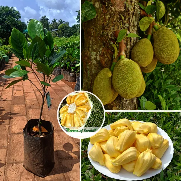 Grafted J-33 jackfruit bearing on the trunk