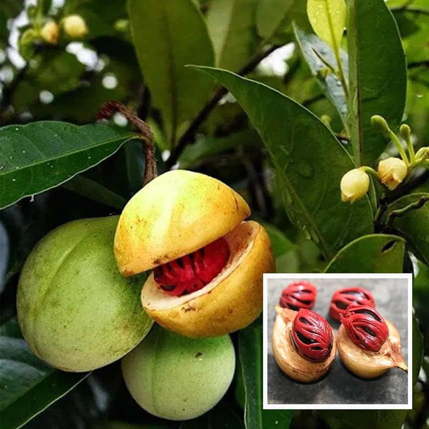 Splitting ripe nutmeg fruit on branch showing vibrant crimson mace and harvested nuts